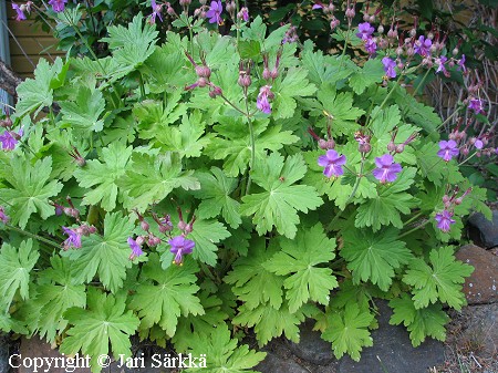 Geranium macrorrhizum  'Bevan's Variety'